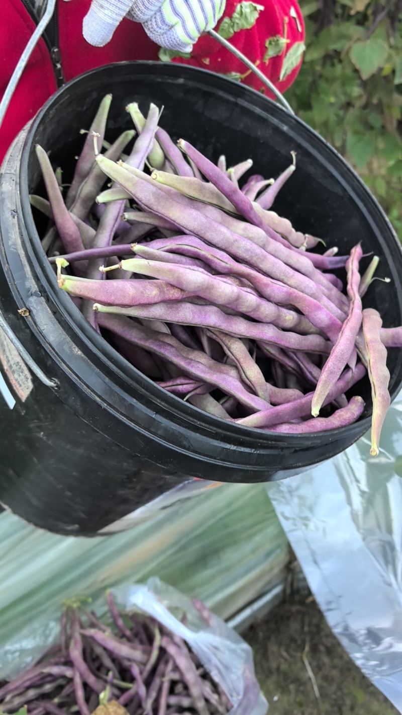 大紫袍豆角产地直发