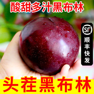 【顺丰】黑布林李子河南新鲜酸甜应季时令孕妇水果