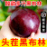 【顺丰】黑布林李子河南新鲜酸甜应季时令孕妇水果