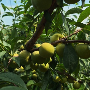 宜宾屏山茵红李
