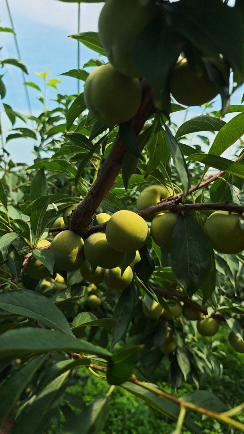 宜宾屏山茵红李