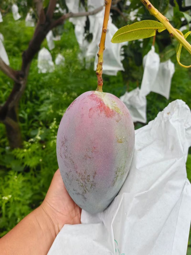 凯特芒