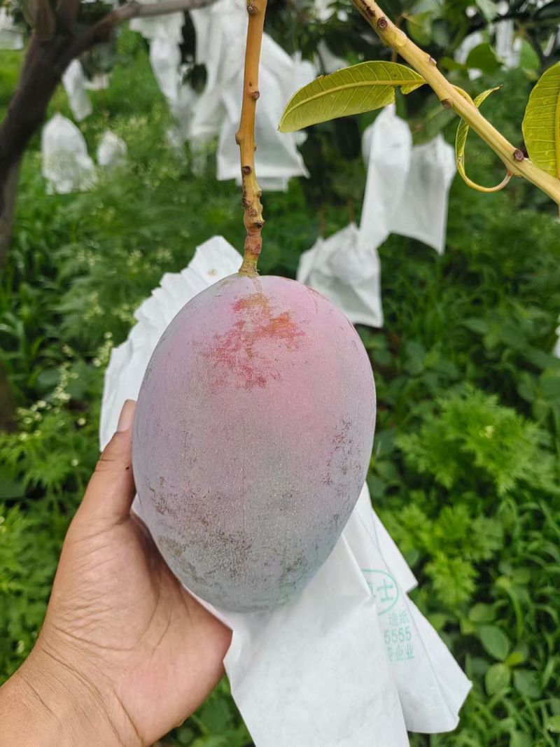 凯特芒