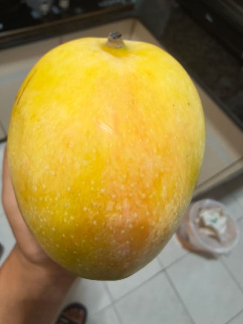 凯特芒