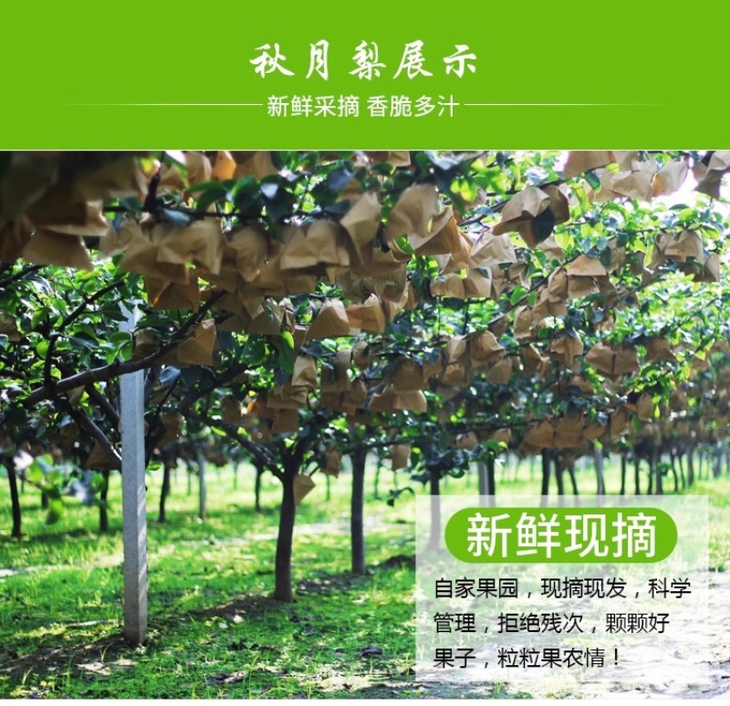 秋月梨圆黄梨果园直发保证质量一件代发代收商超批发零售