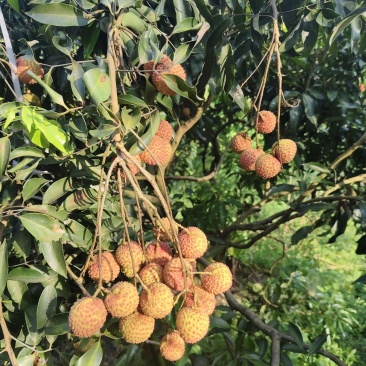 代录荔枝