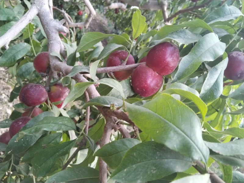 麻油桃出售