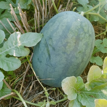 自生苗头茬，豫艺新拳王西瓜，单个8-15斤，九成熟