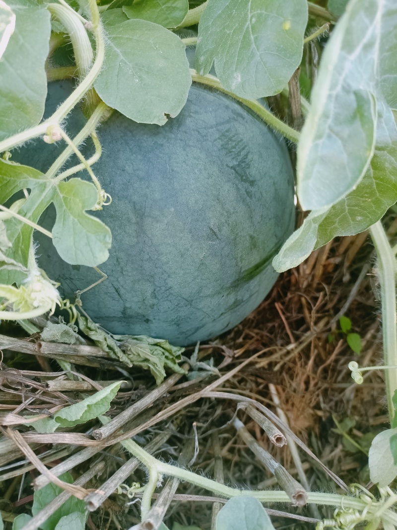 自生苗头茬，豫艺新拳王西瓜，单个8-15斤，九成熟
