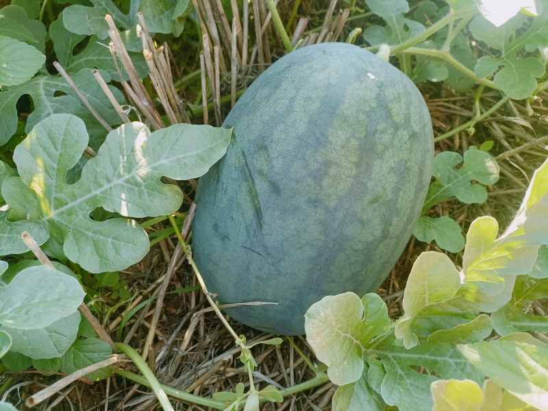 自生苗头茬，豫艺新拳王西瓜，单个8-15斤，九成熟