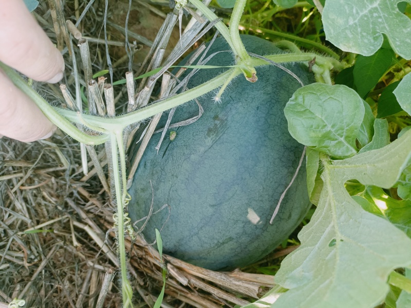 自生苗头茬，豫艺新拳王西瓜，单个8-15斤，九成熟