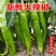 精品粗尖椒细尖椒大量上市新鲜辣椒-质量保证-一手货源价格优