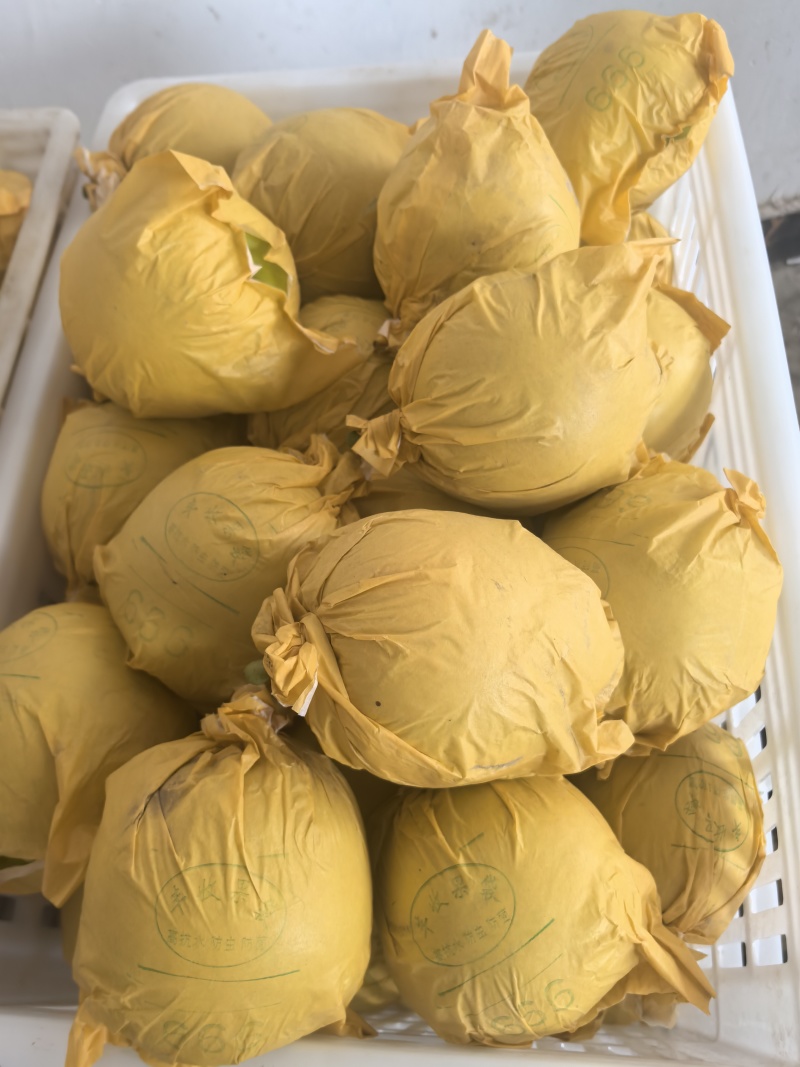 砀山套袋青皮皇冠大量上市，对接各大市场、电商，一条龙服务