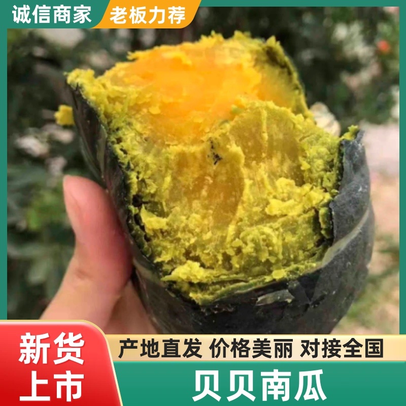 【精品】陕西榆林贝贝南瓜新鲜上市，基地现采现发，欢迎订购