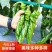 新鲜螺丝椒大量有货-现摘现发-一手货源-承接电商档口商超市