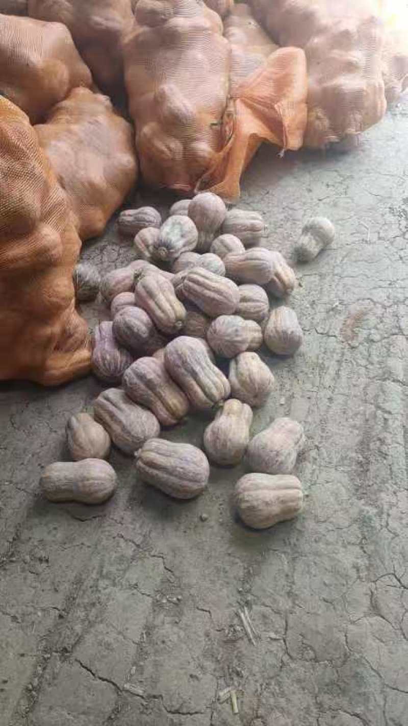 金香南瓜大量有货量大从优保质保量可对接商超市场