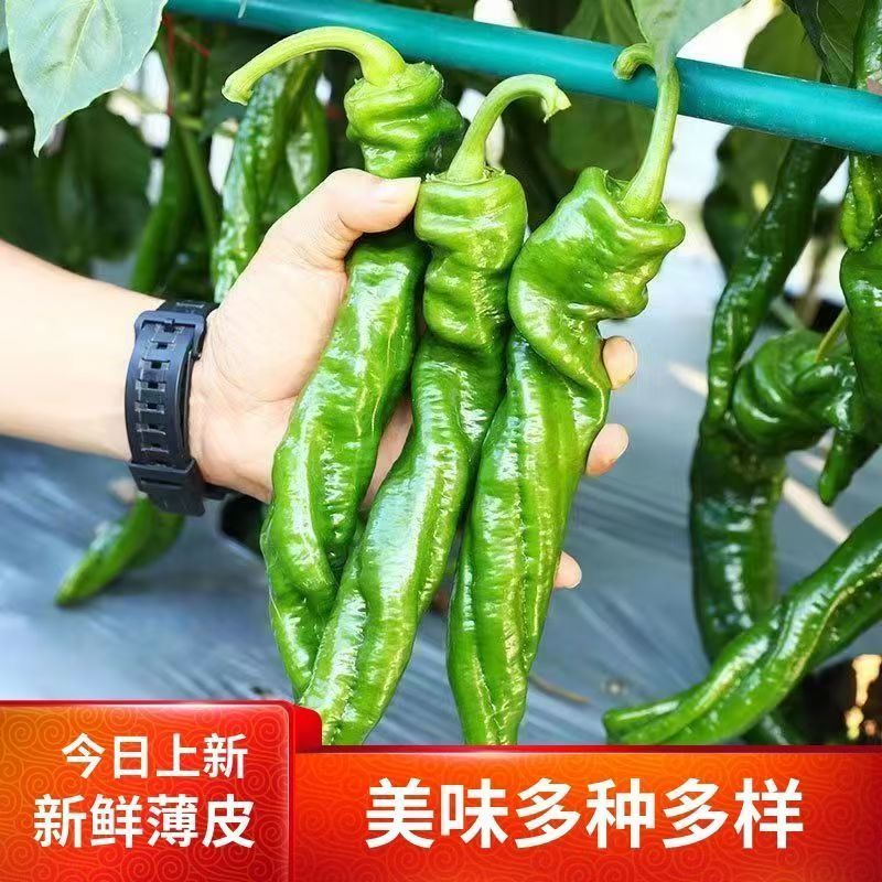 新鲜螺丝椒大量有货-现摘现发-一手货源-承接电商档口商超市