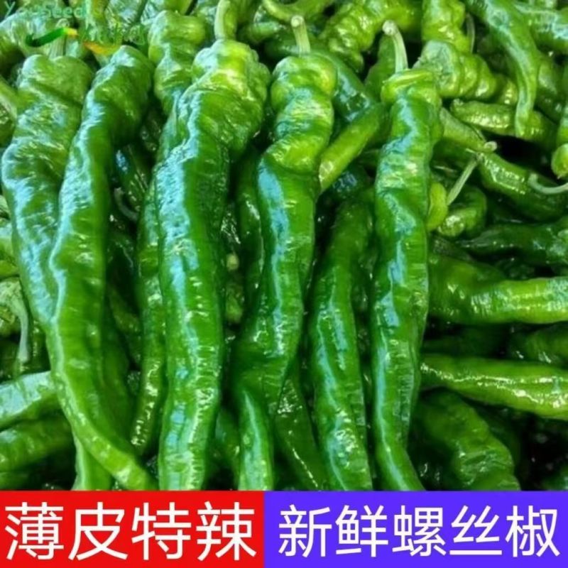 新鲜螺丝椒大量有货-现摘现发-一手货源-承接电商档口商超市