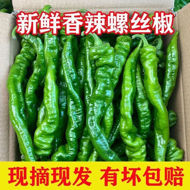 新鲜螺丝椒大量有货-现摘现发-一手货源-承接电商档口商超市