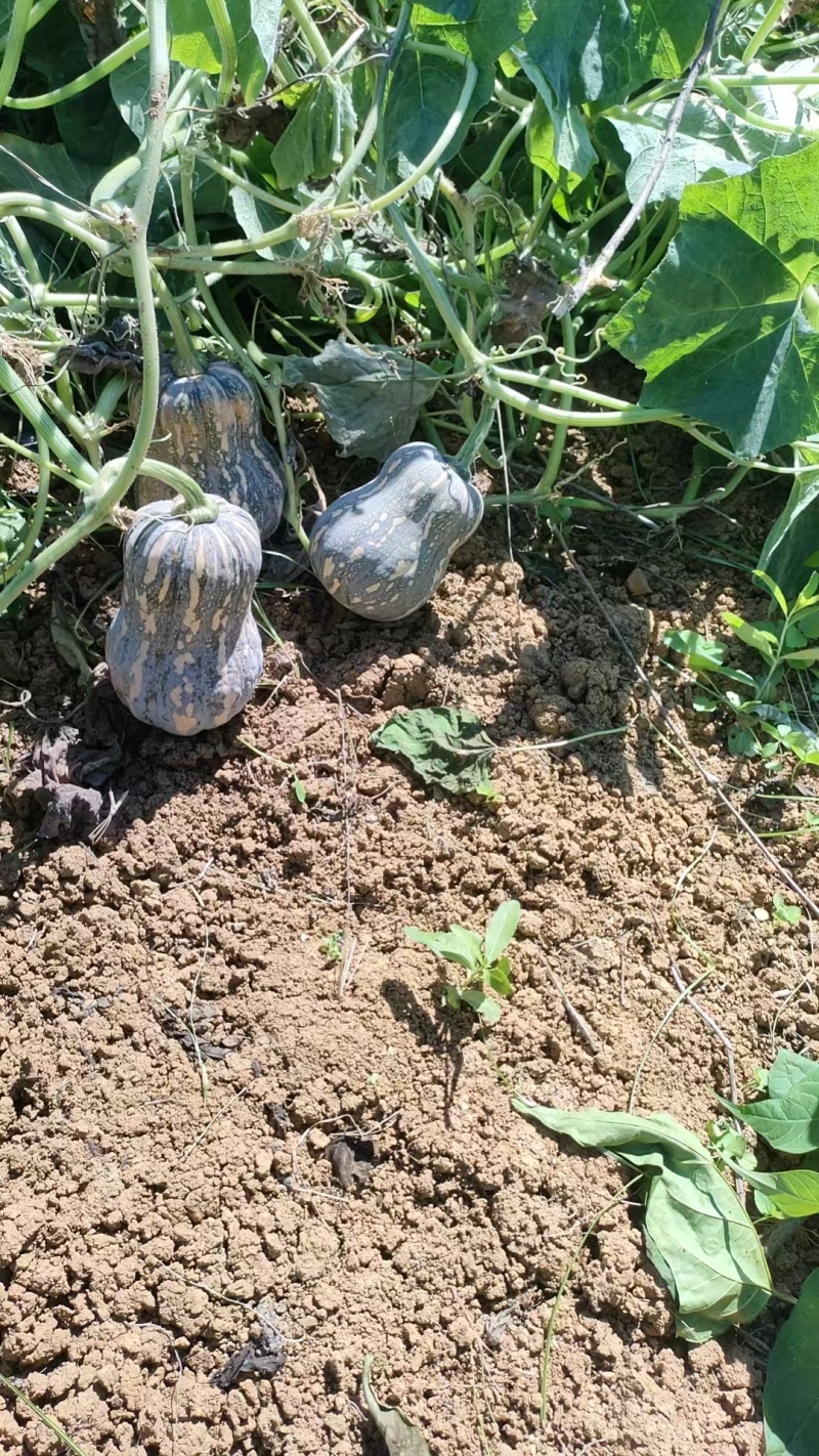 金香南瓜大量有货量大从优保质保量可对接商超市场
