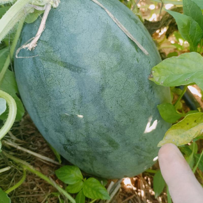 豫艺新拳王西瓜，自生苗头茬瓜，九成熟，保熟保甜，现货