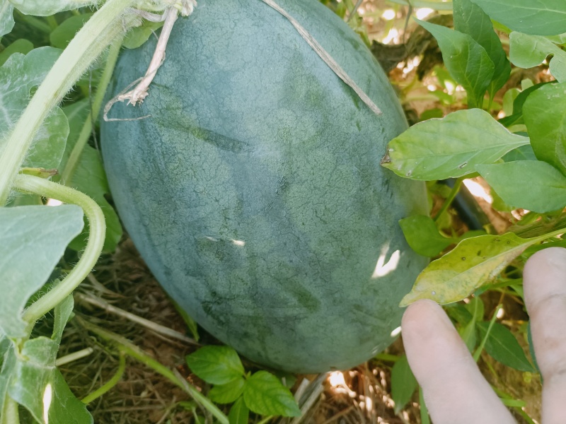 豫艺新拳王西瓜，自生苗头茬瓜，九成熟，保熟保甜，现货