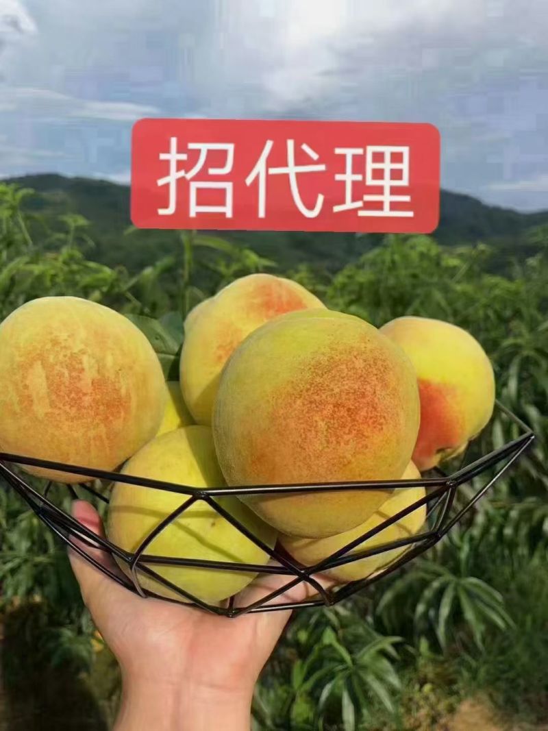锦绣黄桃预售中