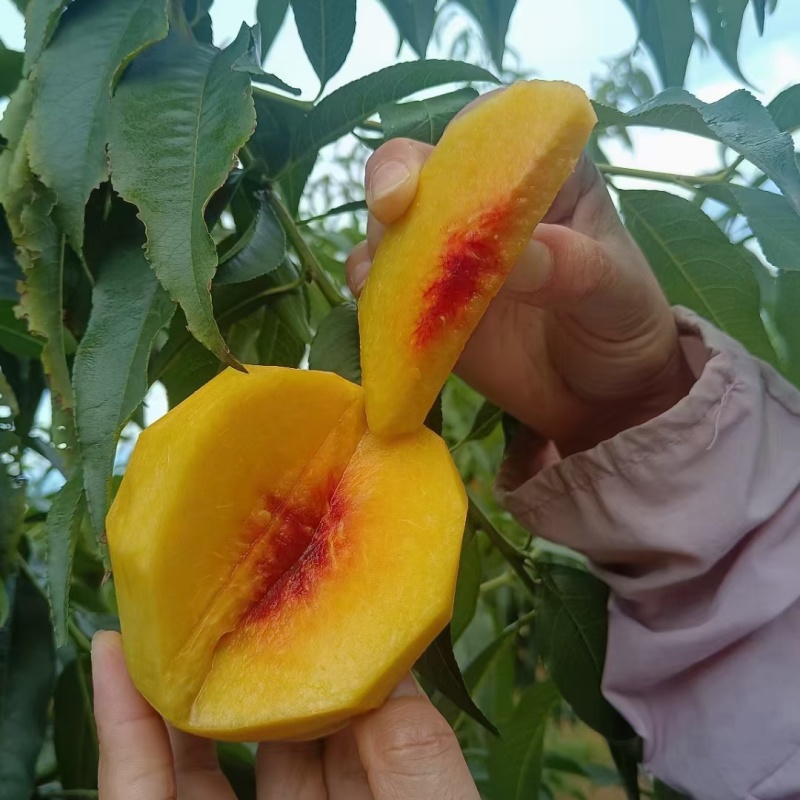 锦绣黄桃预售中