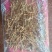 砂仁根精品中药材中药根茎药材精品砂仁根现货可视频看货