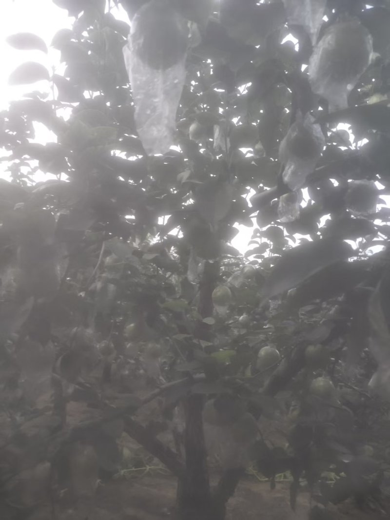 邢台青皮皇冠梨大量有货青皮脆甜基地直供可视频看货欢迎