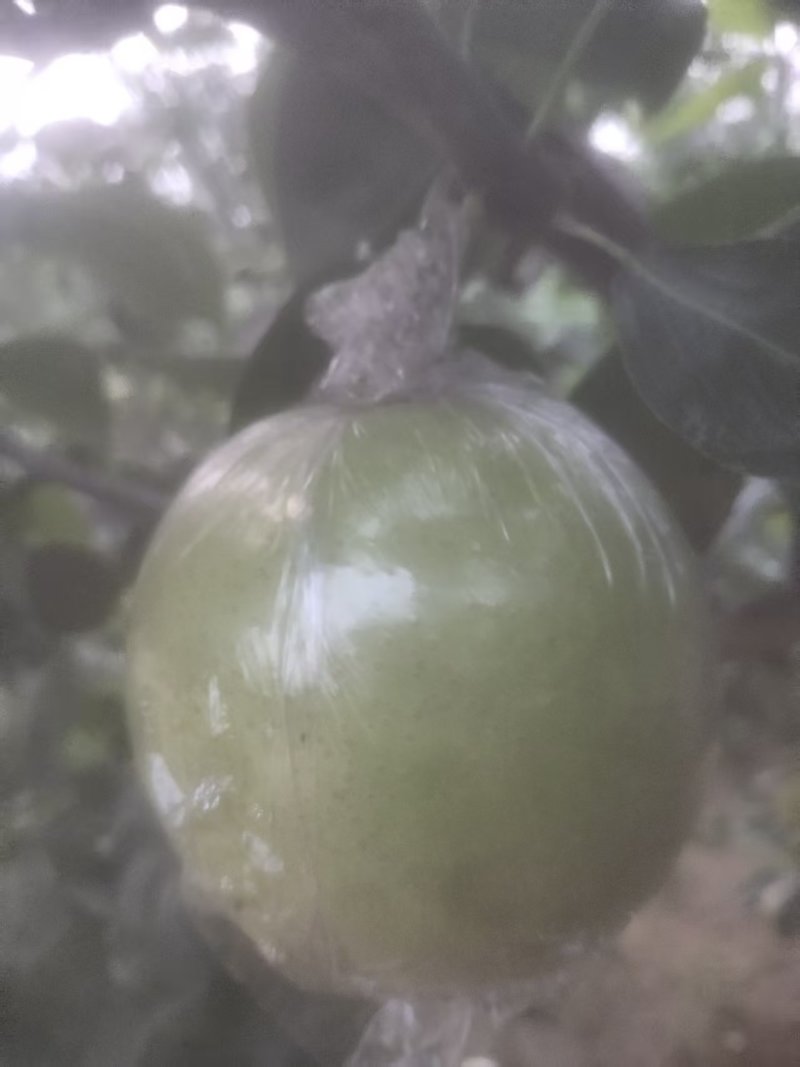邢台青皮皇冠梨大量有货青皮脆甜基地直供可视频看货欢迎