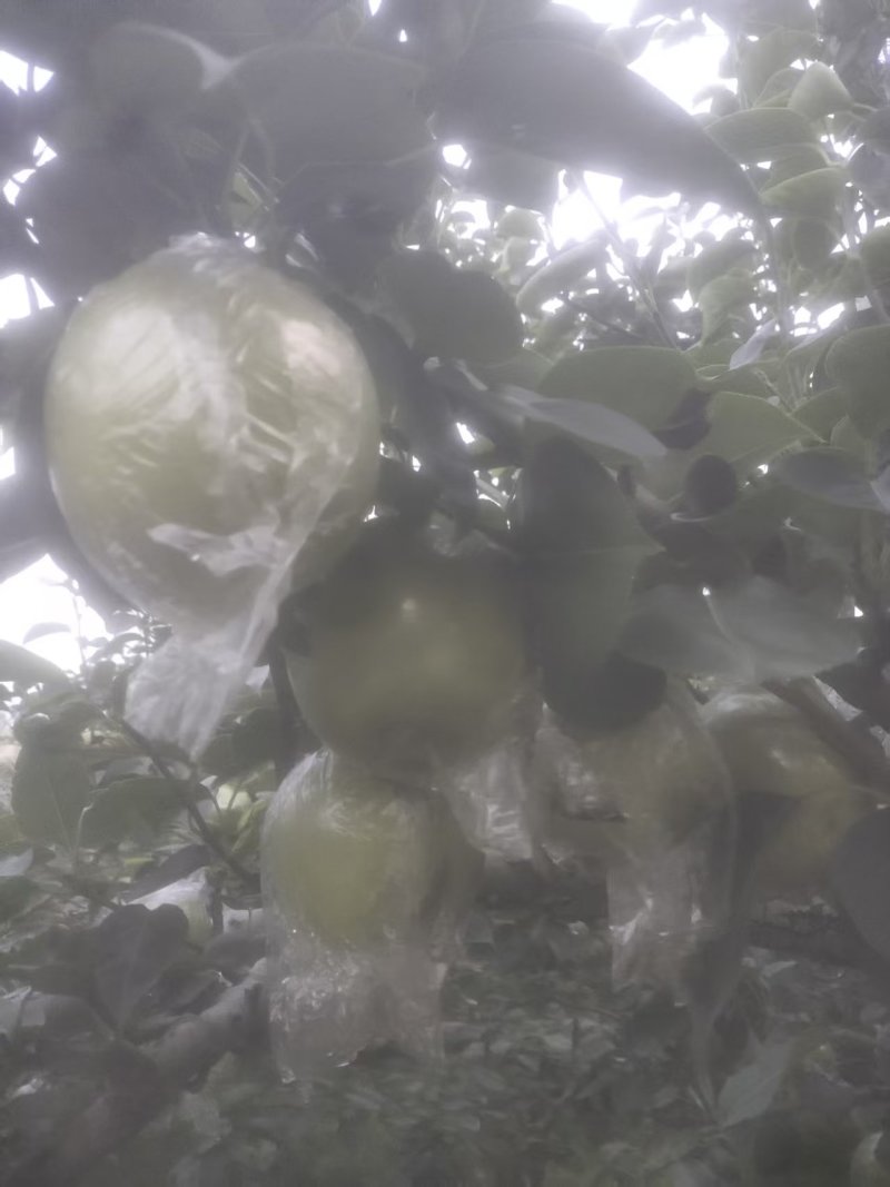 邢台青皮皇冠梨大量有货青皮脆甜基地直供可视频看货欢迎