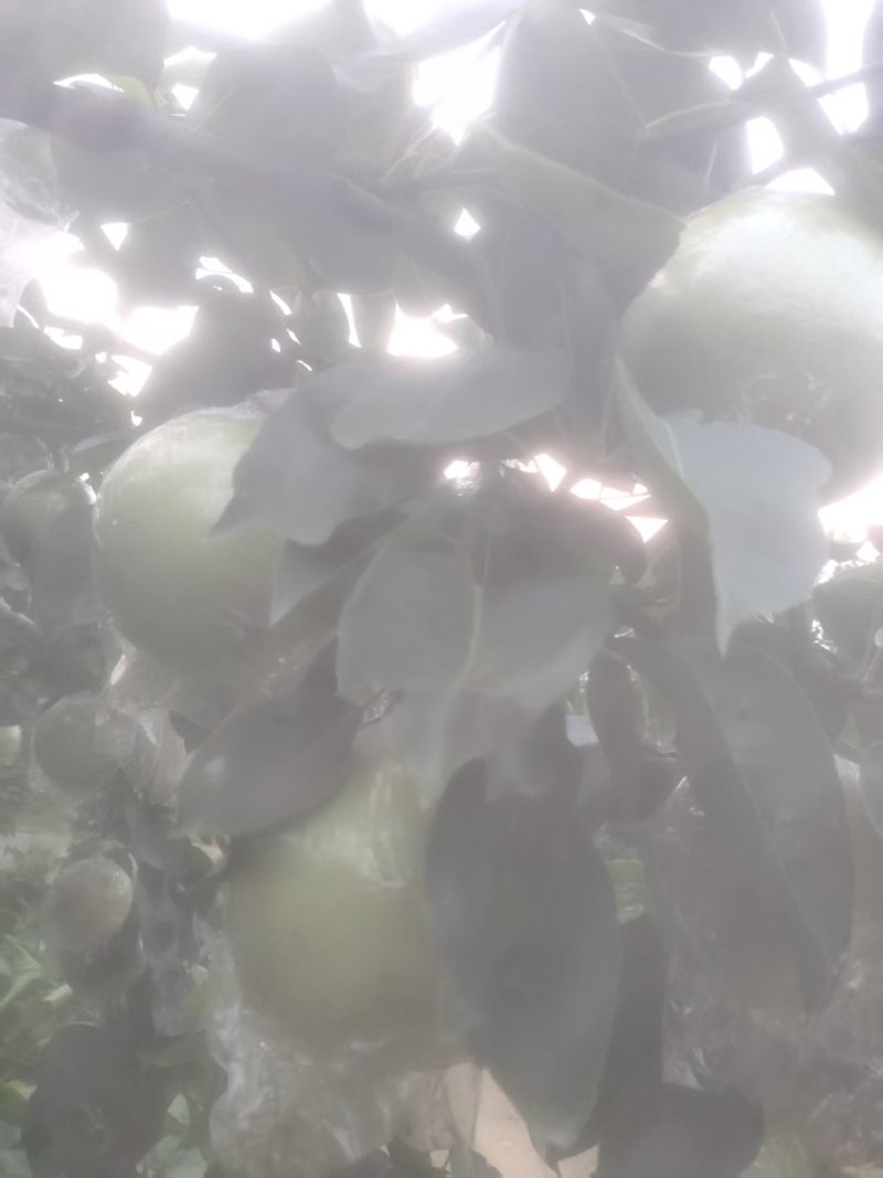 邢台青皮皇冠梨大量有货青皮脆甜基地直供可视频看货欢迎