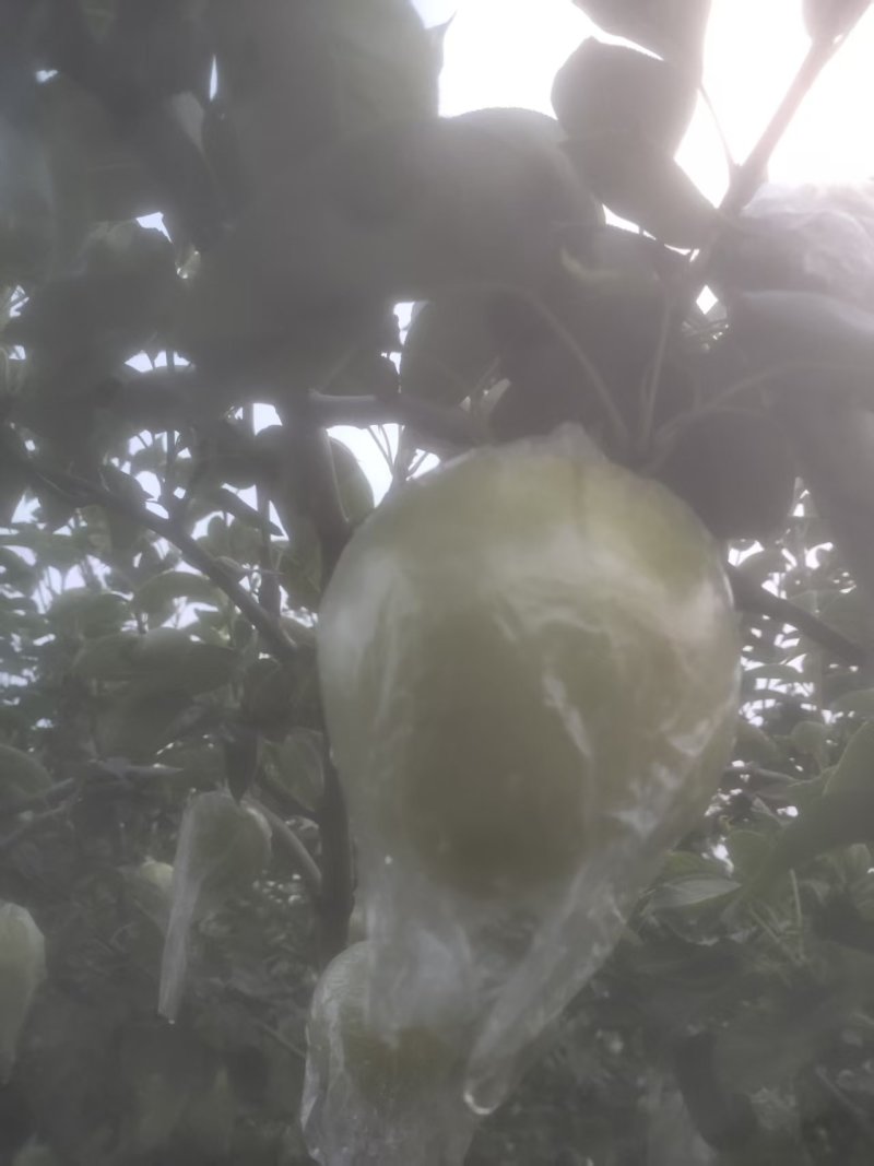 邢台青皮皇冠梨大量有货青皮脆甜基地直供可视频看货欢迎