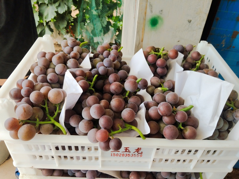一手代办精品乒乓球葡萄藤稔葡萄大棚露天口感好质量好