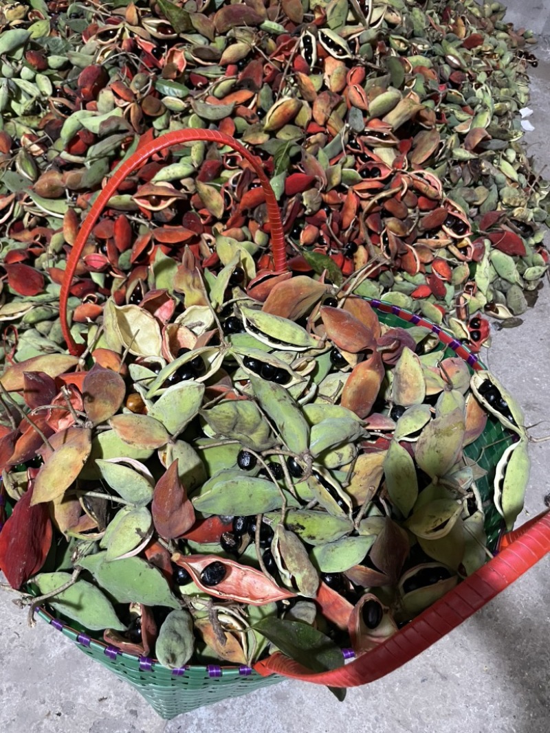 凤眼果九层皮果