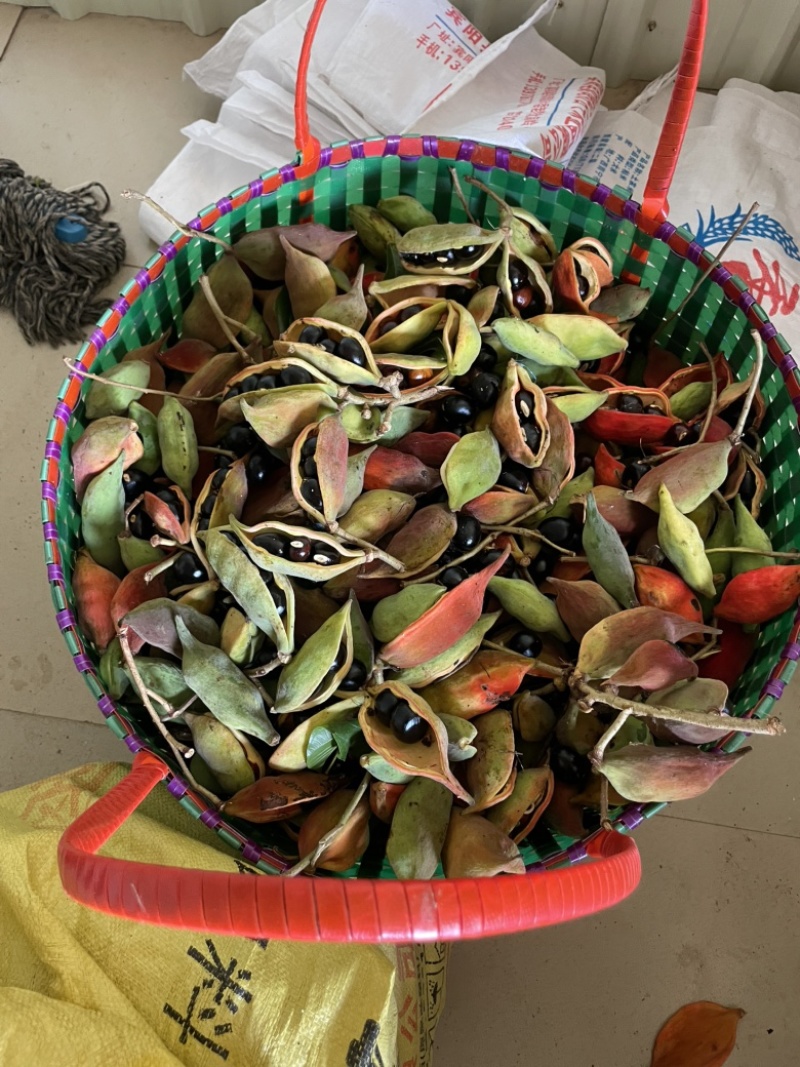 凤眼果九层皮果