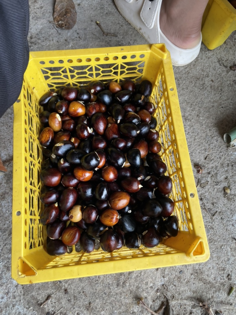 凤眼果九层皮果