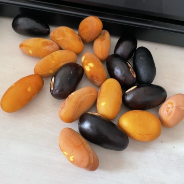 凤眼果九层皮果