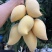 云南高黎贡山高山鹰嘴芒，一件代发