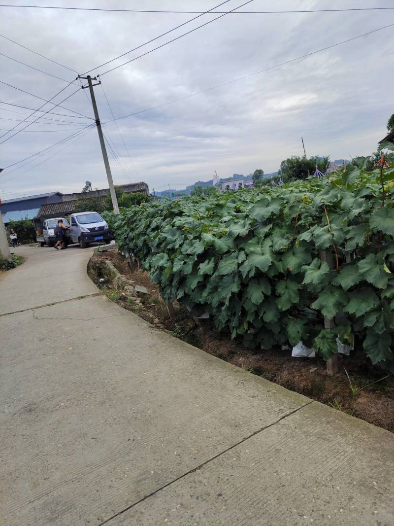 自家巨峰，夏黑大量上市了