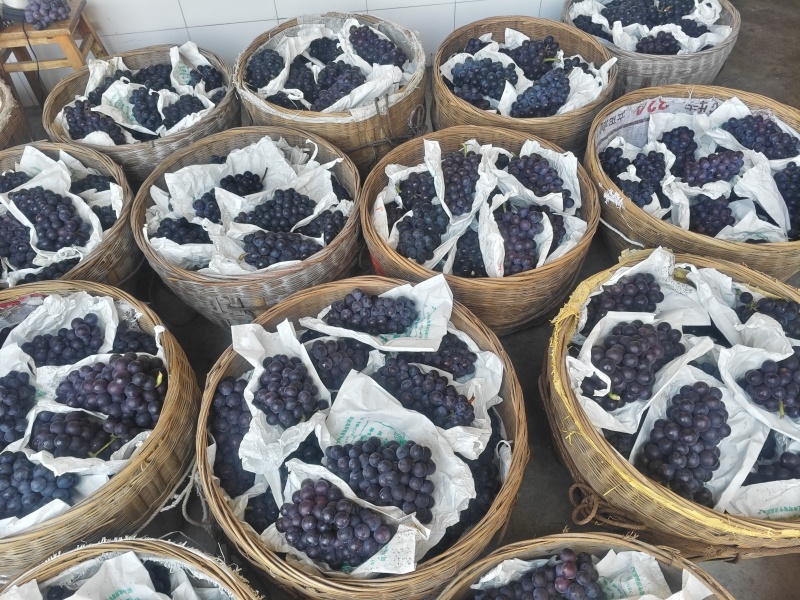 自家巨峰，夏黑大量上市了