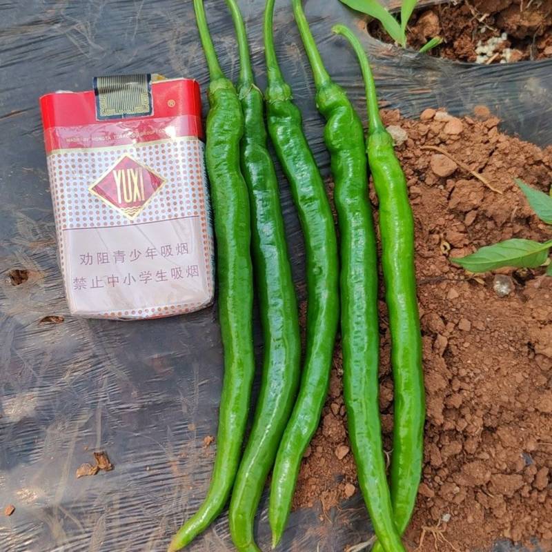 3号线椒8号线椒螺丝椒