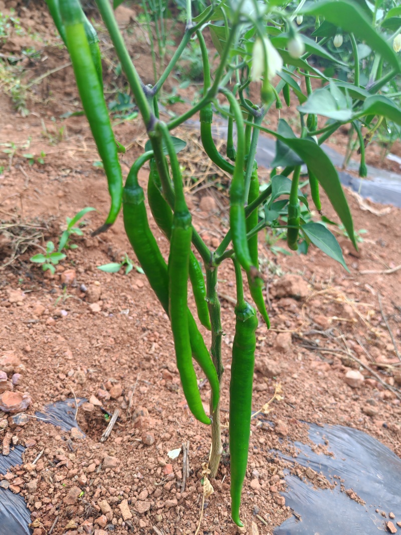3号线椒8号线椒螺丝椒