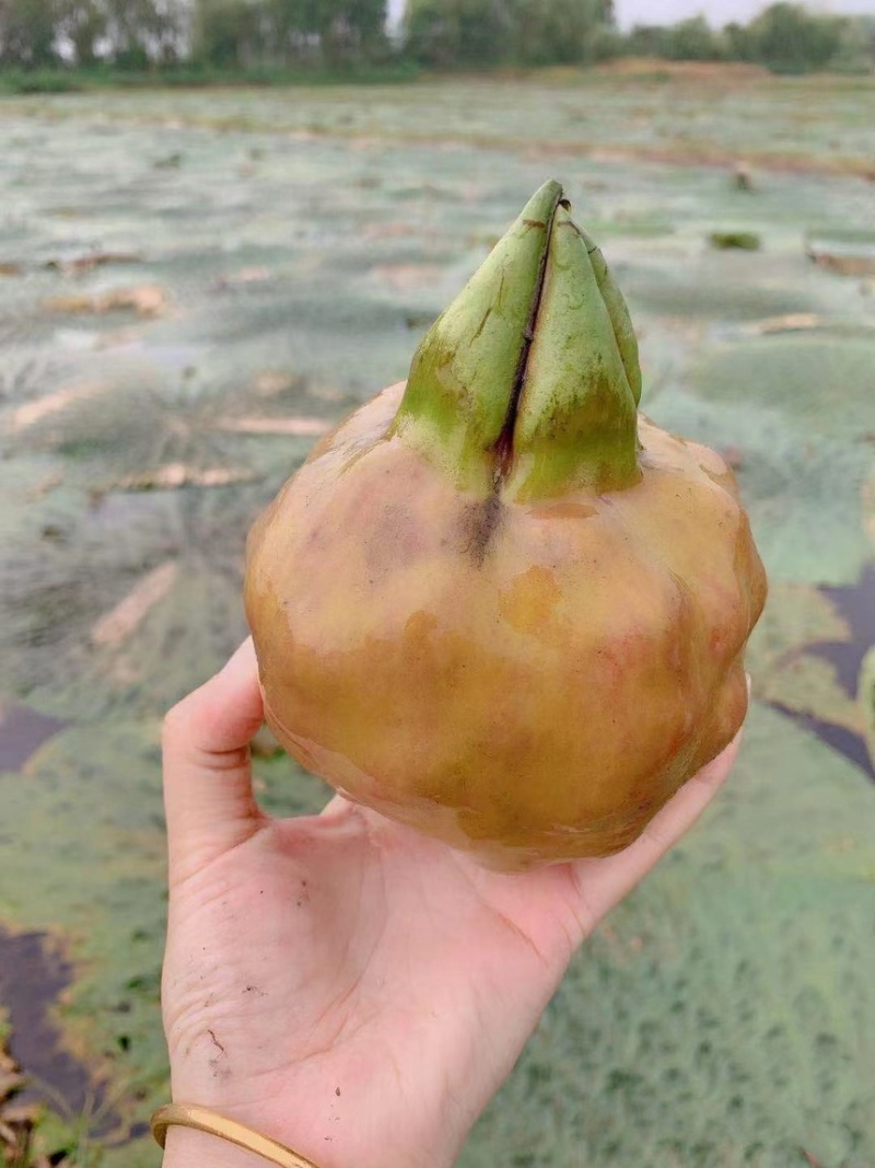 苏州苏芡新鲜纯本地