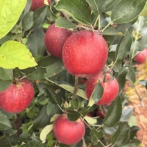 【精品】云南高原早熟嘎啦苹果大量有货对接批发市场商超