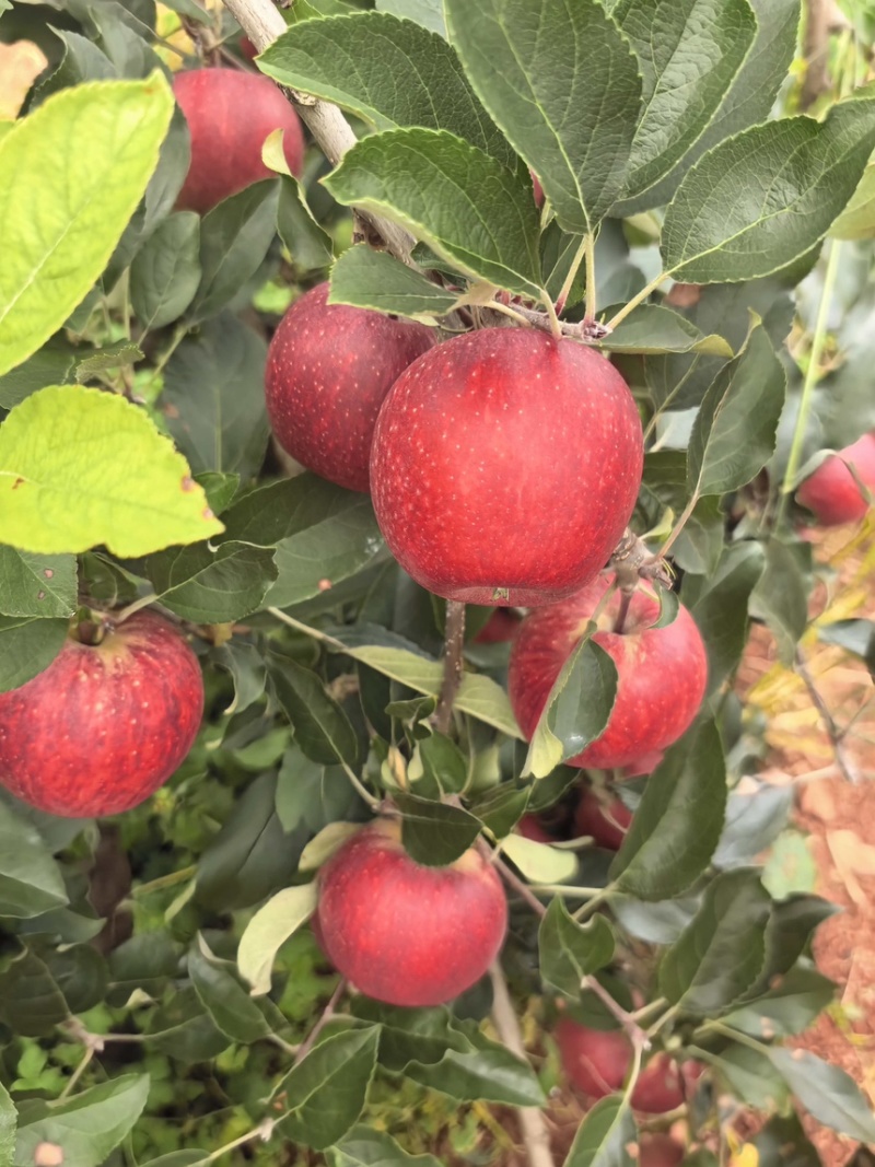 【精品】云南高原早熟嘎啦苹果大量有货对接批发市场商超