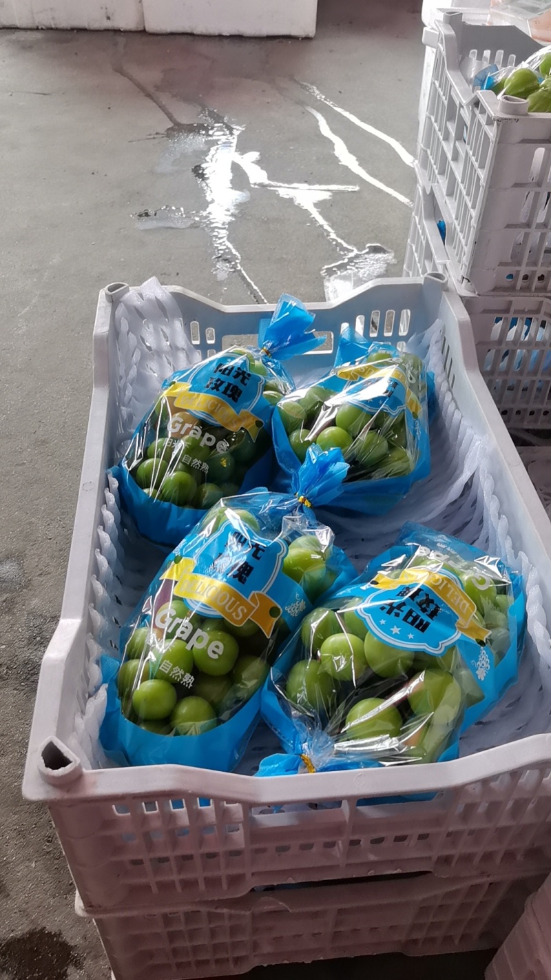 新开园的阳光玫瑰四川基地直供质量保证量大优惠欢迎订购