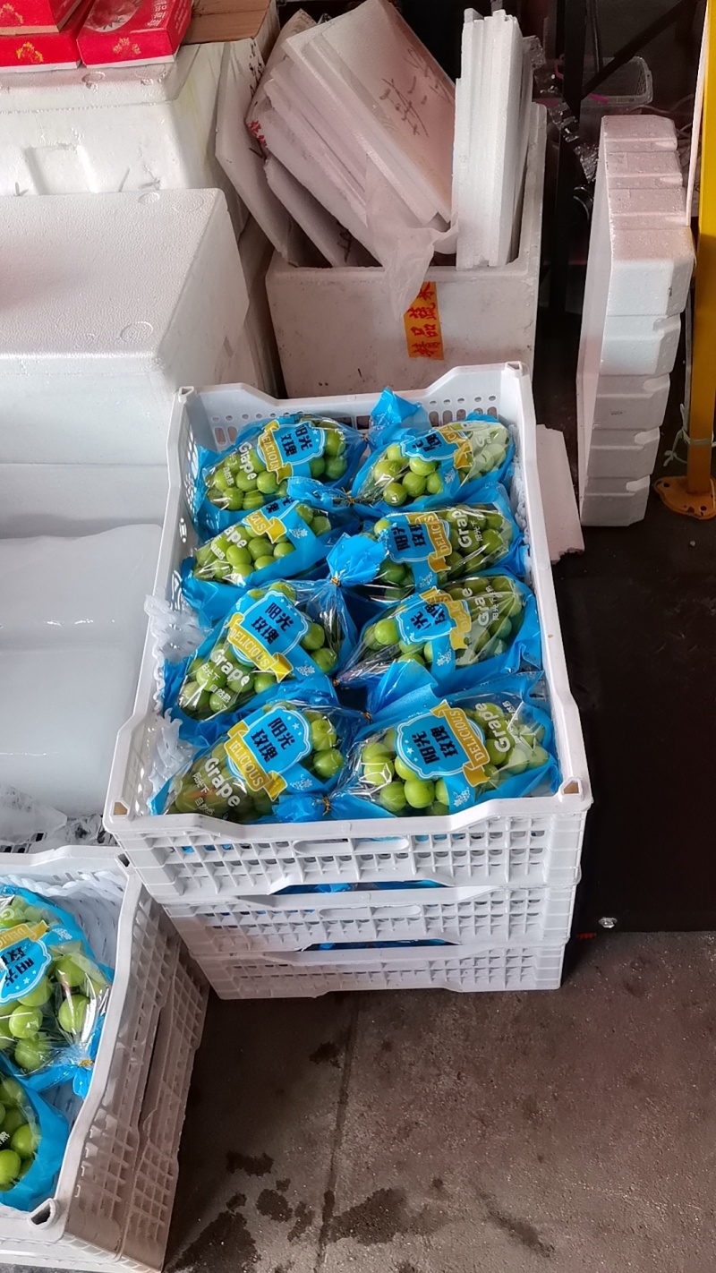 新开园的阳光玫瑰四川基地直供质量保证量大优惠欢迎订购
