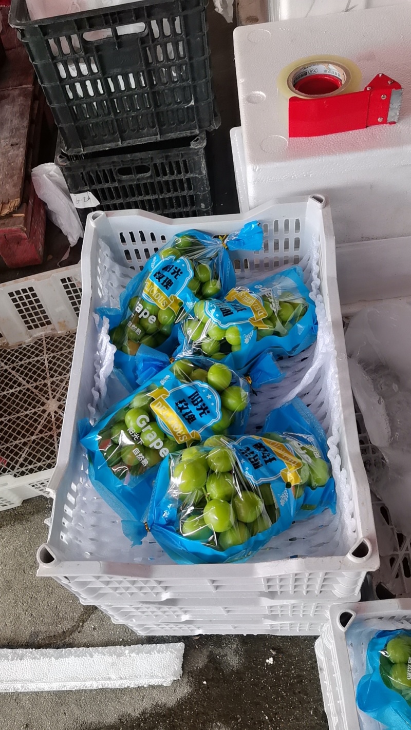新开园的阳光玫瑰四川基地直供质量保证量大优惠欢迎订购
